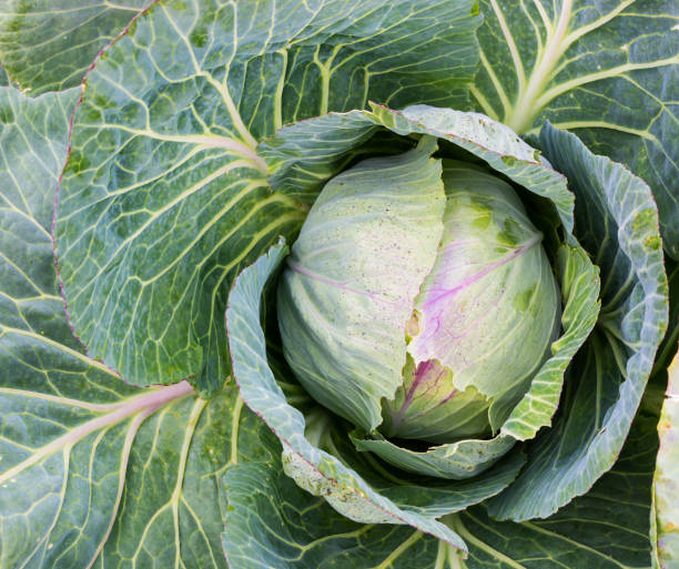 istock Juicy fresh white cabbage in the vegetable garden 1415003683