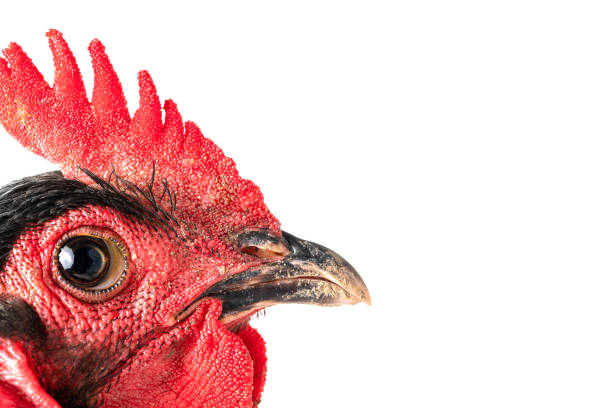 close up black australorp rooster on isolated white background.