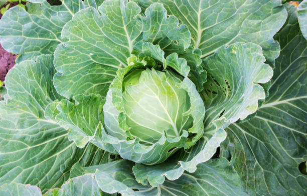 istock Juicy fresh white cabbage in the vegetable garden 1415003837