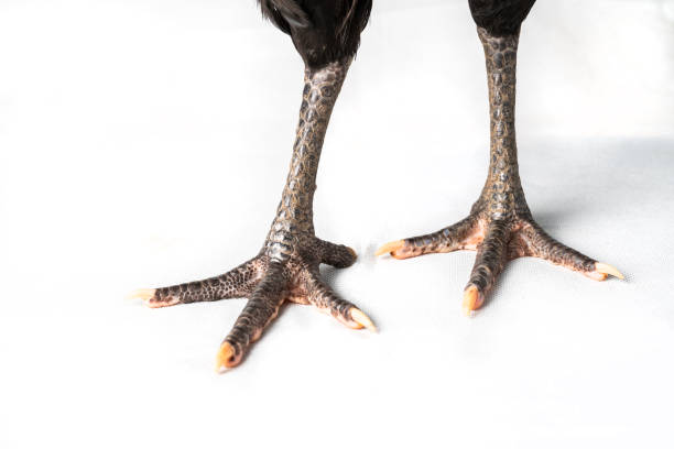 istock close up black australorp rooster on isolated white background. 1415003928