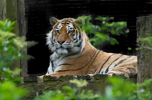 Tiger in a natural forest setting