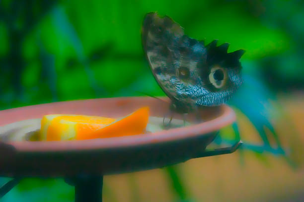 Tropical butterfly on a feeding station with oranges.
