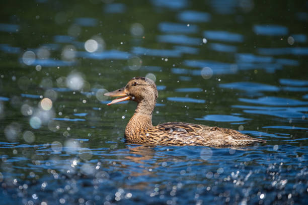Splashing water droplets around a mallard duck swimming in a lake