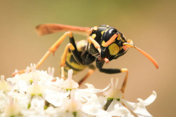 Wasps in the wild, North China