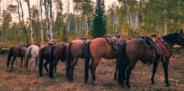 Seven horses tied to a hitching post