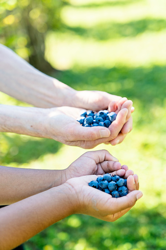 Mother and Daughter Holding Blueberries in Field