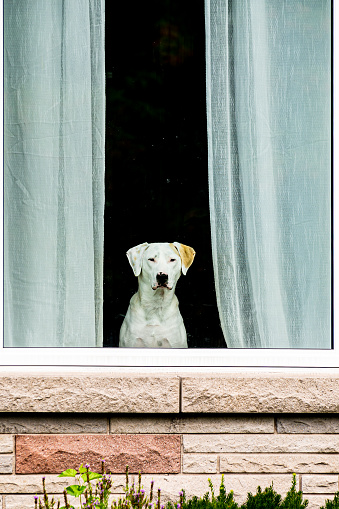 White dog looking outside the glass window of a house