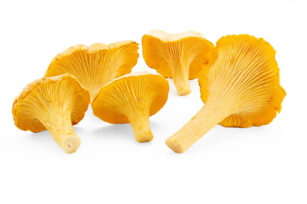 istock Chanterelles mushroom on white background 1415010564