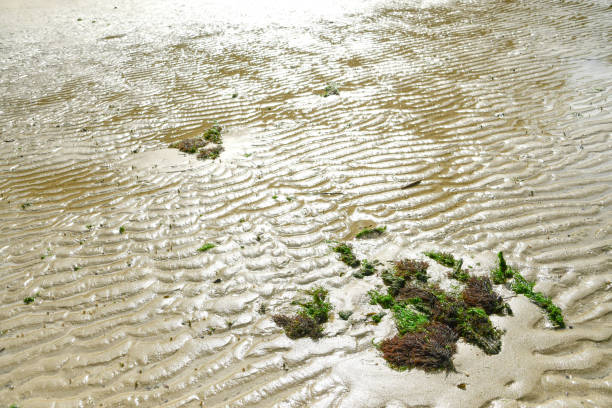Low tide, exposing the sea moss