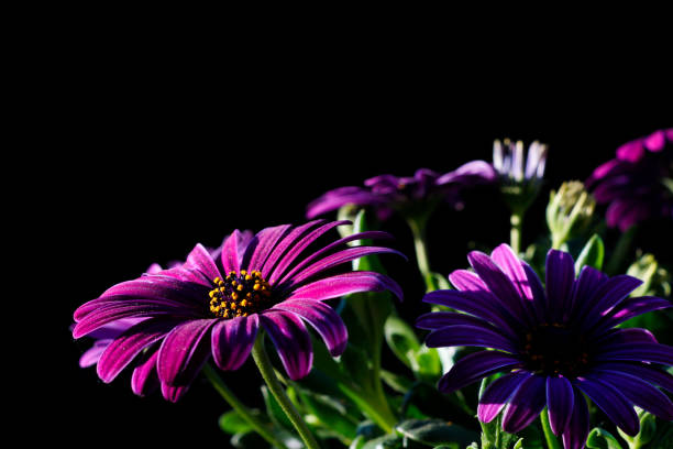 istock Pink Osteospermum flowers with dark background 1415011818