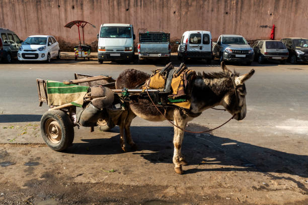 Traditional transport in Morocco