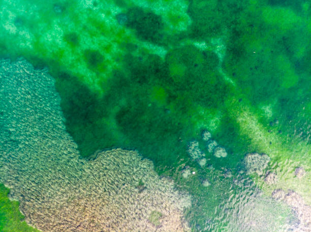 Aerial view of the seabed Aerial view of the seabed red algae stock pictures, royalty-free photos & images