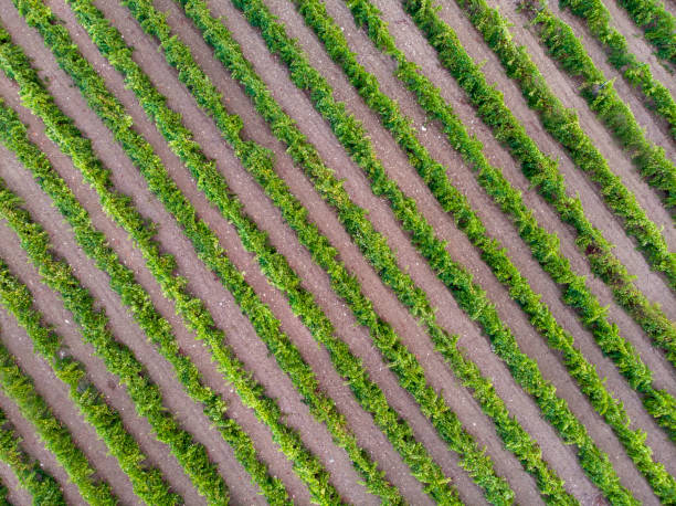 istock Aerial view of a vineyard field 1415014521