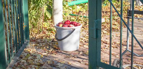 harvest of apples in a plastic bucket at the summer cottage