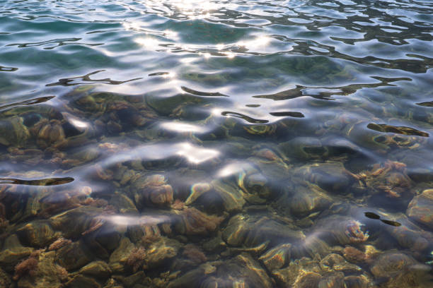 istock Transparent sea surface with stones and fishes on a bottom 1415015325