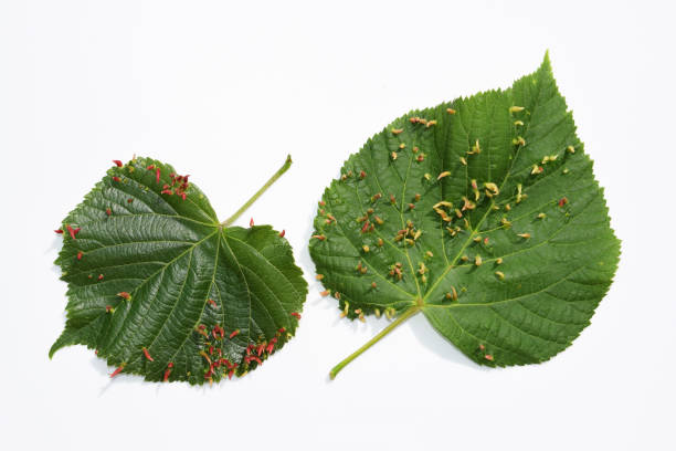 Linden leaves with galls caused by Eriophyes tiliae mite Linden leaves with galls caused by Eriophyes tiliae mite gall mite stock pictures, royalty-free photos & images