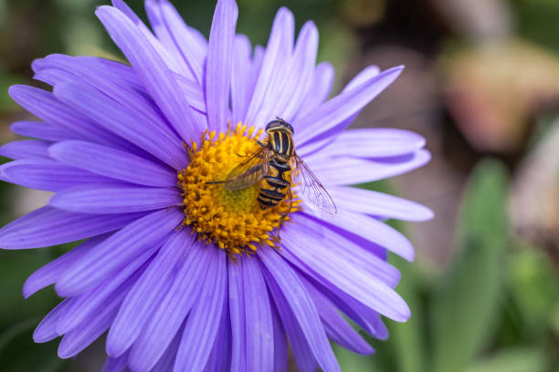 papier peint floral. arrière-plan avec des fleurs macro photographie, gros plan de plantes. petites fleurs violettes. lilas astra. un insecte sur une fleur. - aster photos et images de collection