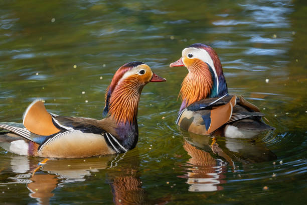 istock Mandarin Ducks In The Lake 1415016525