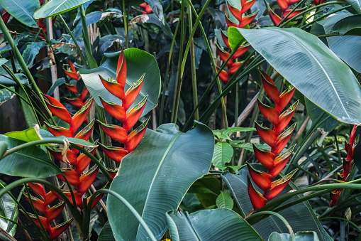 Heliconia bihai, Macaw Flower or Firebird, flowering plant in the family Heliconiaceae, native to the Caribbean and northern South America.