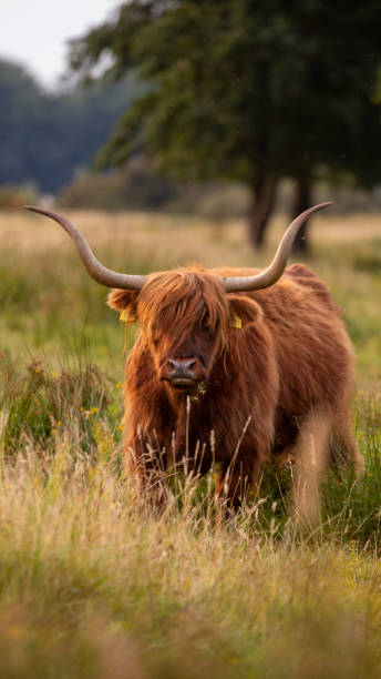 istock Schotse hooglander koe 1415016817