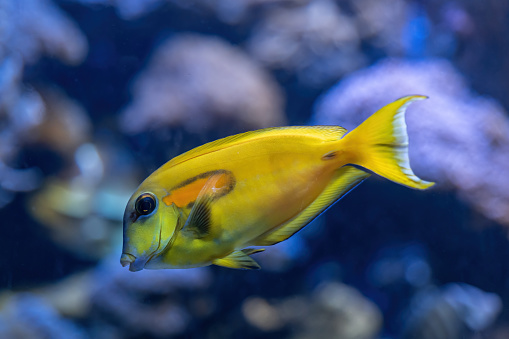 Orange Shoulder Tang (Acanthurus olivaceus) or Orangespot Surgeonfish, salt water fish in juvenile colors, family Acanthuridae.