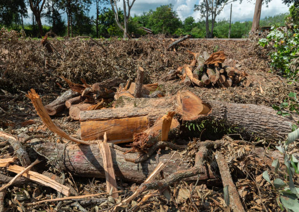 istock Deforestation forest and Illegal logging. Cutting trees. Stacks of cut wood. Wood logs, timber logging, industrial destruction. Forests illegal disappearing. Environmetal and ecological issues 1415017464