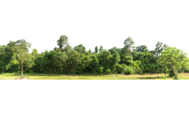 istock View of a High definition Treeline isolated on a white background 1415017469