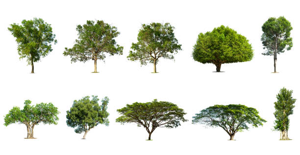 istock Isolated trees on white background , The collection of trees. 1415018155