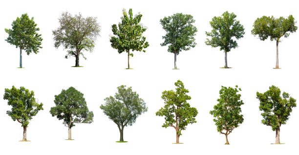 istock Isolated trees on white background , The collection of trees. 1415018162