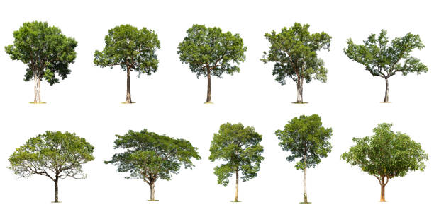 istock Isolated trees on white background , The collection of trees. 1415018165