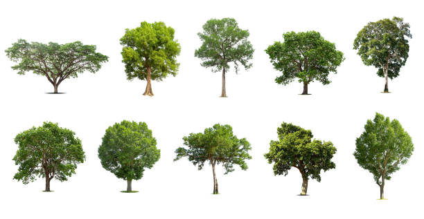 istock Isolated trees on white background , The collection of trees. 1415018174
