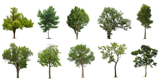 istock Isolated trees on white background , The collection of trees. 1415018175