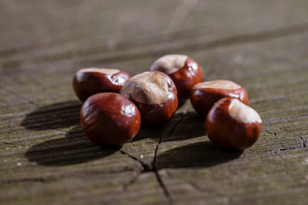 Chestnuts in a green wrapper and without a wrapper lie on a wooden bench in the setting sun.