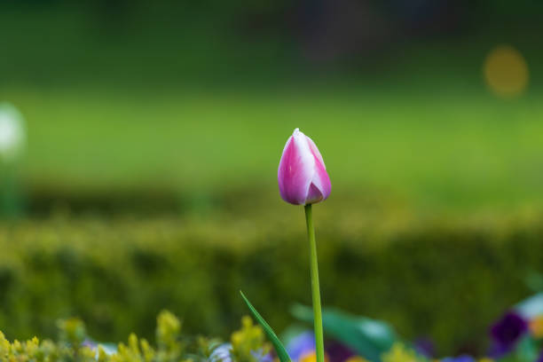 Various colorful spring flowers on green garden.