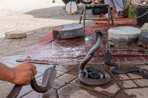 Black cobra snake with long neck standing up on a touristic place in Marrakesh, Morocco