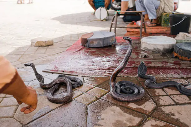 Photo of Black cobra snake with long neck standing up on a touristic place in Marrakesh, Morocco