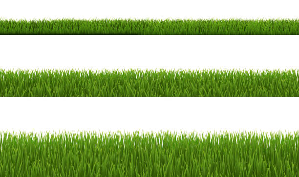 kuvapankkikuvitukset aiheesta vihreän ruohon kokoelma ja valkoinen tausta - nurmi