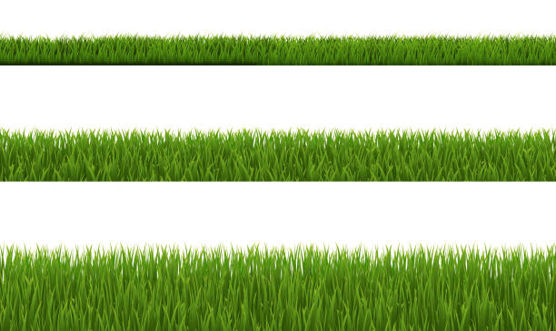 illustrazioni stock, clip art, cartoni animati e icone di tendenza di collezione green grass e sfondo bianco - lawn