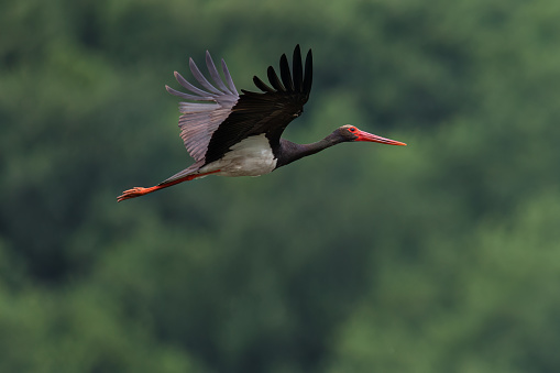 Black stork (Ciconia nigra) spread wings in flight in natural habitat.