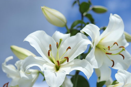 2,000+ Free White Lily & Lily Images - Pixabay