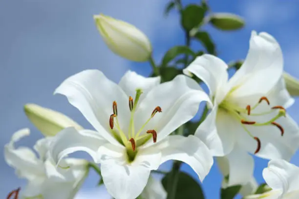 Photo of White Madonna Lily. White Lilium Longiflorum. Lilium Candidum flower on blue background. Easter Lily flowers greeting card with copy space. Valentines day. Mothers day. Liliaceae.