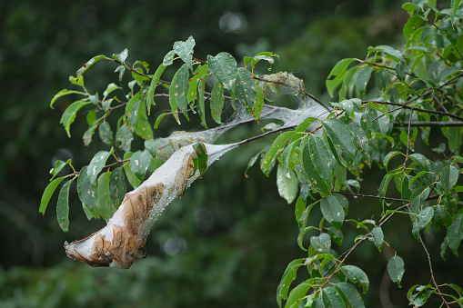 Destructive webworm nest in tree
