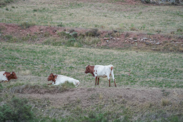 istock Berrendas Cow Group in Colorado or Brown 1415024454