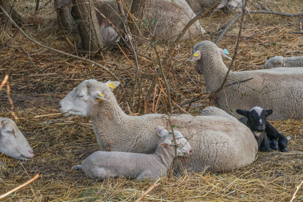 갓 태어나거나 어머니와 함께 펜으로 태어난 어린 양. - livestock rural scene newborn animal ewe 뉴스 사진 이미지