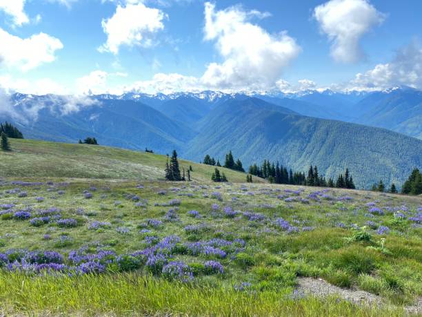 istock Hurricane Ridge Olympic National Park 1415024523