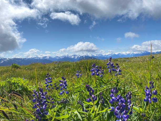 istock Hurricane ridge Olympic National Park 1415024628
