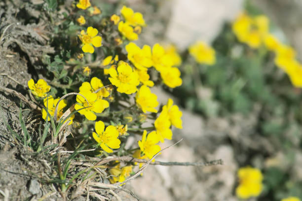 istock Bright yellow wildflowers. 1415024670