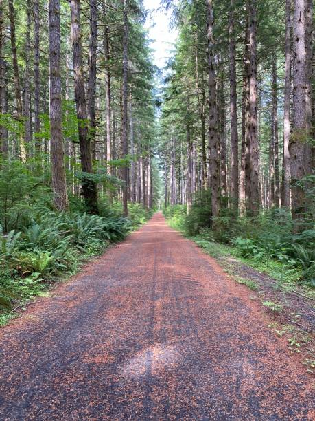 istock Olympic Adventure Trail West Olympic Peninsula 1415024677