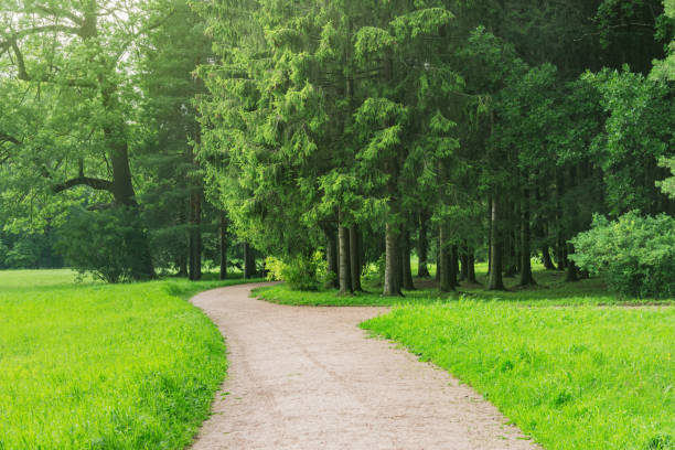 istock Narrow walkway in the summer park. 1415024712