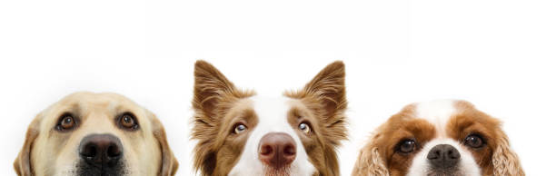 istock Banner close-up hide three dogs looking at camera. Isolated on white background 1415024843
